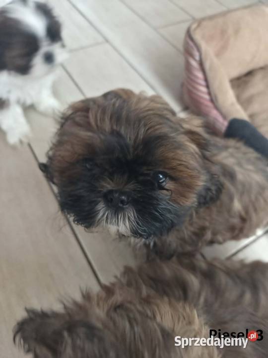 Sprzedam szczeniaczki Shih Tzu Nosów-Kolonie sprzedam