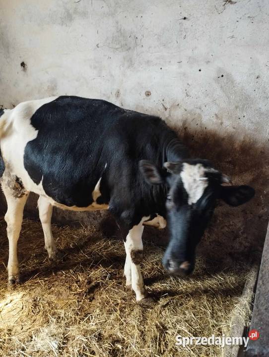 jałowka cielna Wielgomłyny