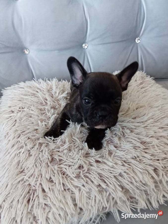 Sprzedam buldoga francuskiego Pruszcz Gdański