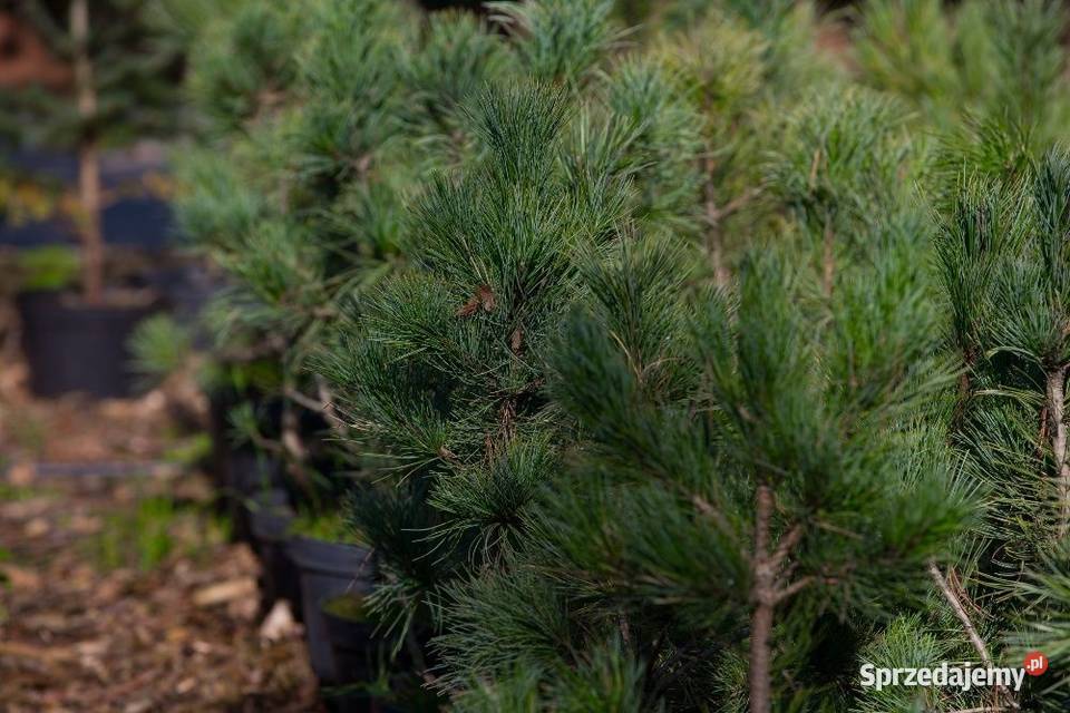 Sosna limba Pinus cembra wys 5070 z gruntu sprzedam