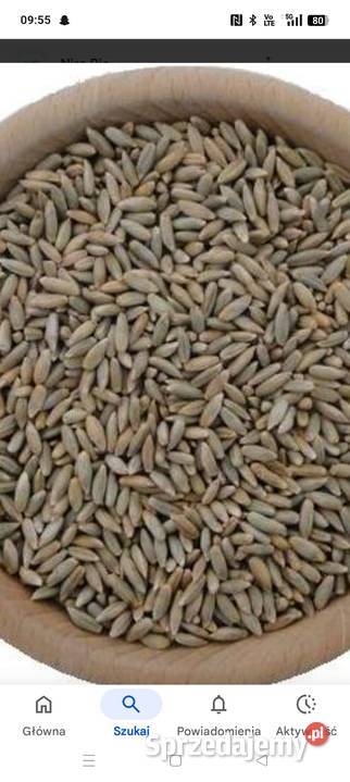 Żyto Pszenica Tarnobrzeg