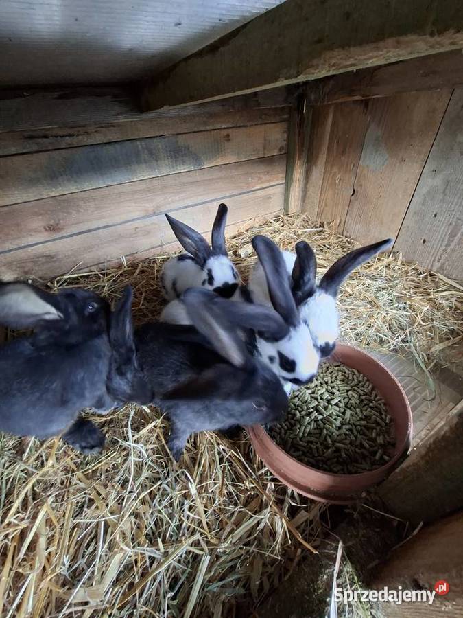 Sprzedam króliki srokacz niemiecki Skarszewy
