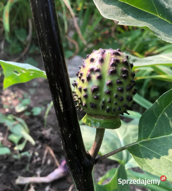 DATURA METEL Flore Pleno Blackcurrant Swirl Lubanie
