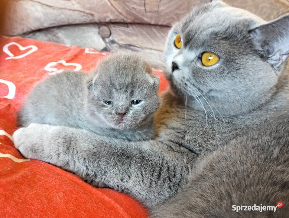 Śliczny kocurek niebieski Rodowód Mędzynarodowy łódzkie Łódź