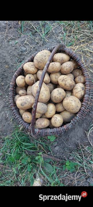 Ziemniaki jadalne ekologiczne Łapy