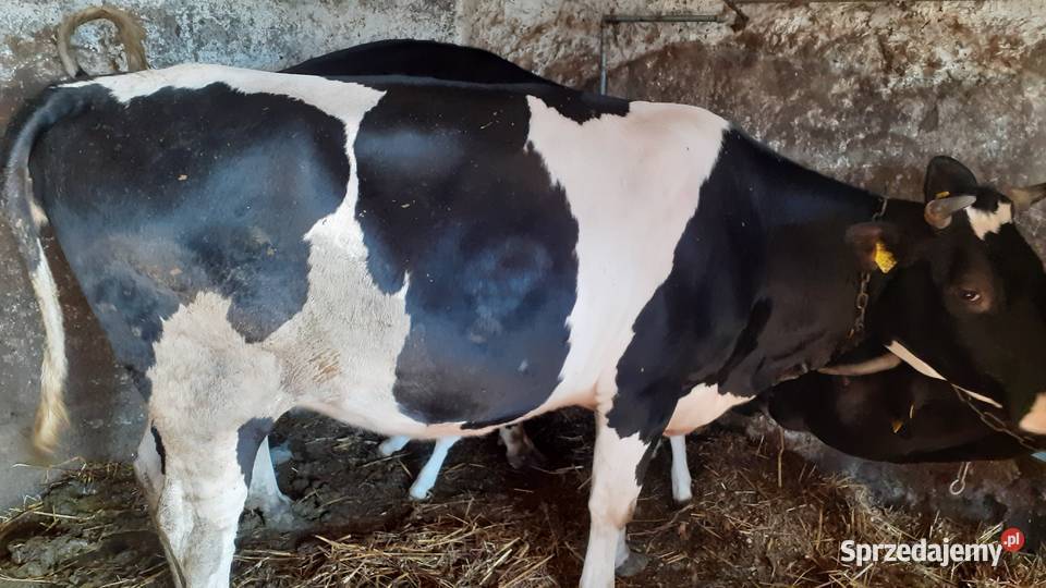 Sprzedam jałówkę cielna Pozostałe lubelskie