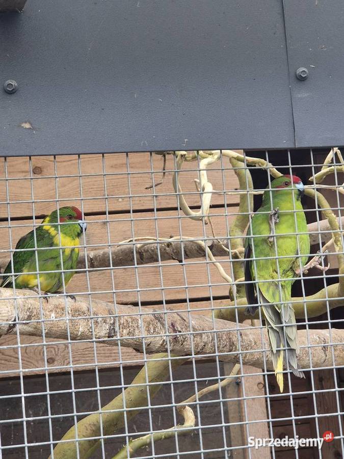 Papugi pomorskie Połchowo