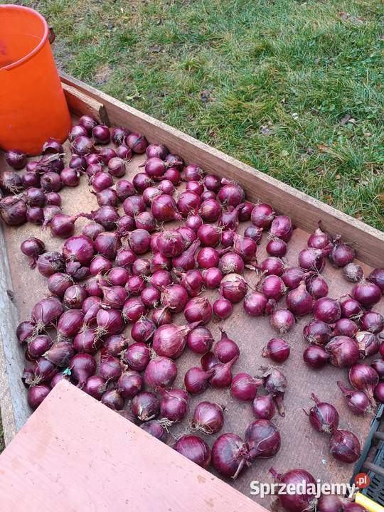 Sprzedam cebulę Podmarszczyn