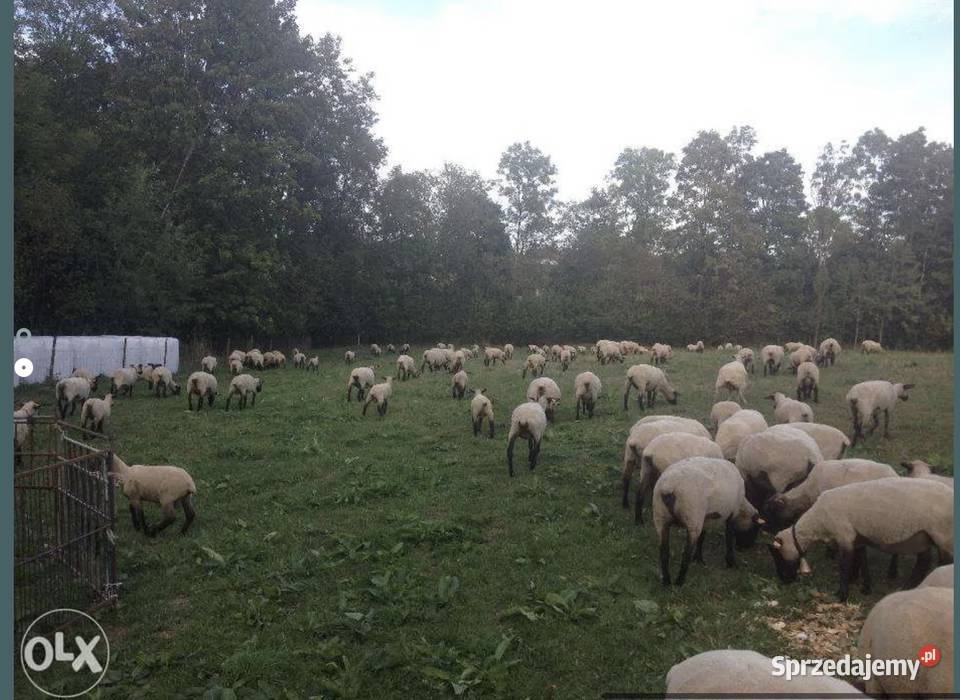 Sprzedam Jagniecina branina Jagnieta rzeźne do