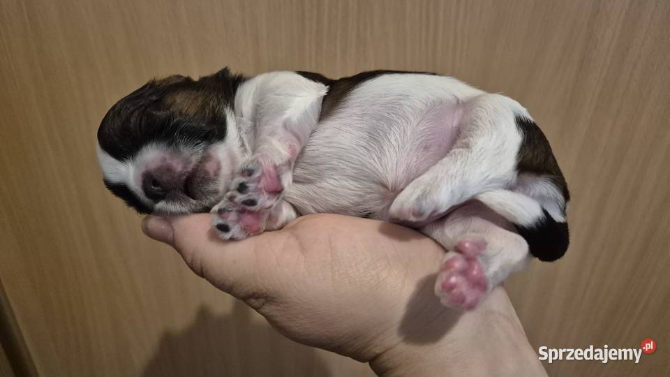 Szczeniak Pies Suczka Shih tzuHappy Dog BoBi