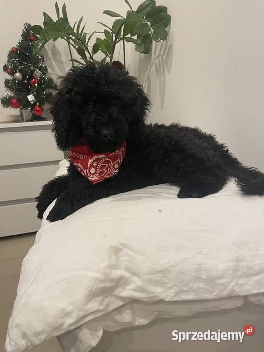 Pudel Miniaturowy piesek Danio Ostrożnica