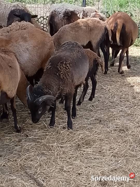 Owce kameruńskie Owce