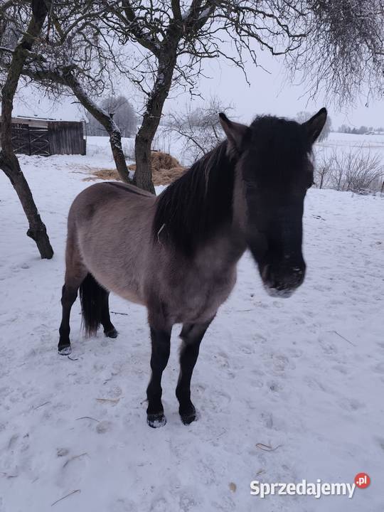 Sprzedam konika polskiego ogierek podlaskie Sejny sprzedam