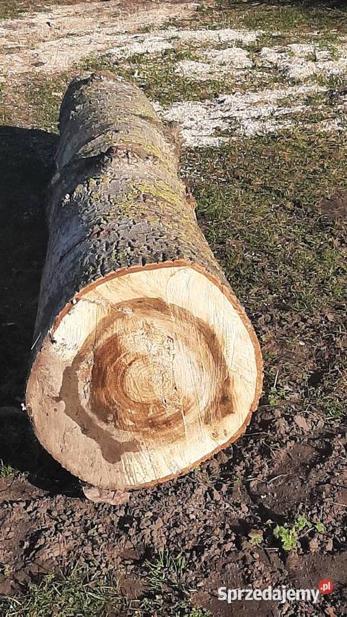 Sprzedam topol Trynisze-Moszewo