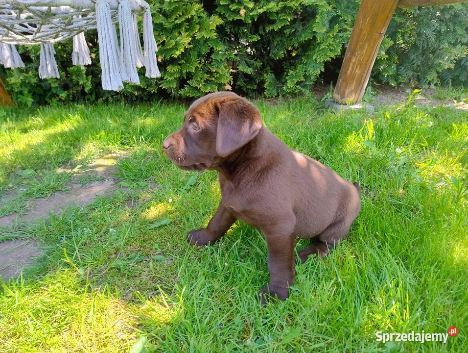 Labrador retriever szczenięta łódzkie Niedośpielin