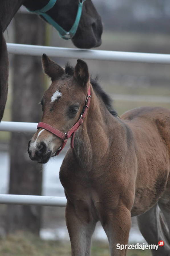 Ogierek małopolski źrebak Konie Mogielnica sprzedam
