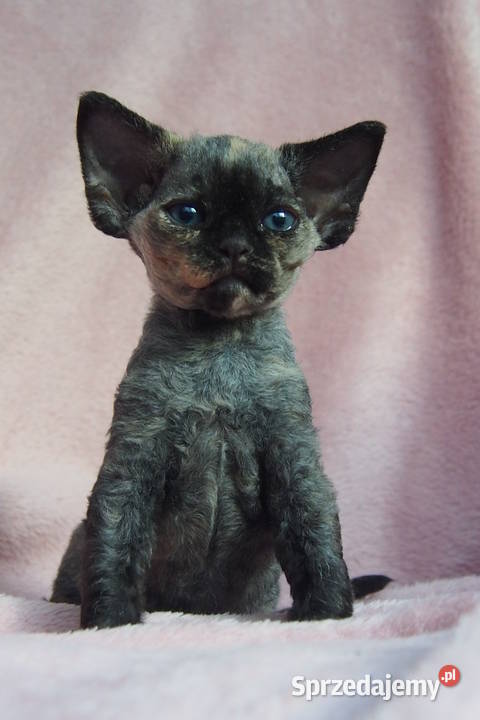 Kotki devon Rex siostry Kraków sprzedam