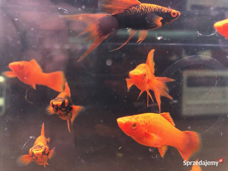 Alpha Mieczyk Red Ruby