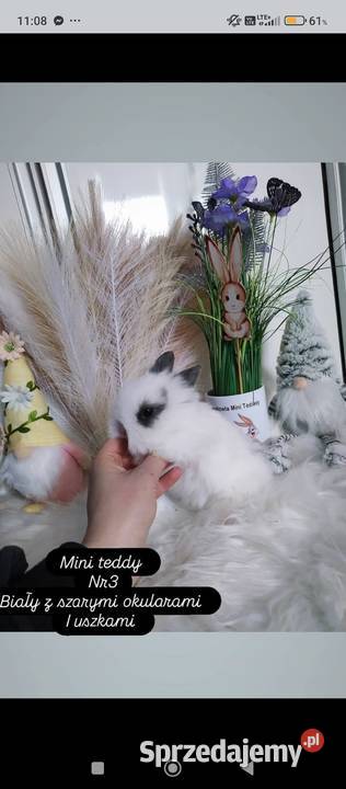 Mini lop karzełek Teddy lewek mini rex króliki Krosno sprzedam