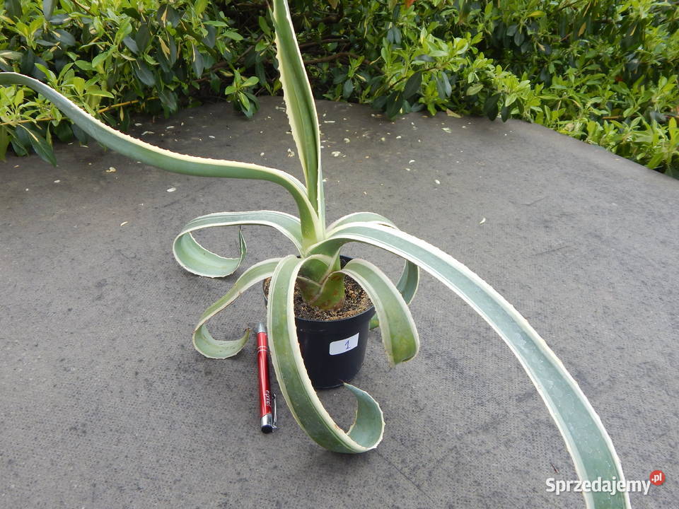 Kolorowa agawa agave americana variegata NOVA 3 Kraków sprzedam