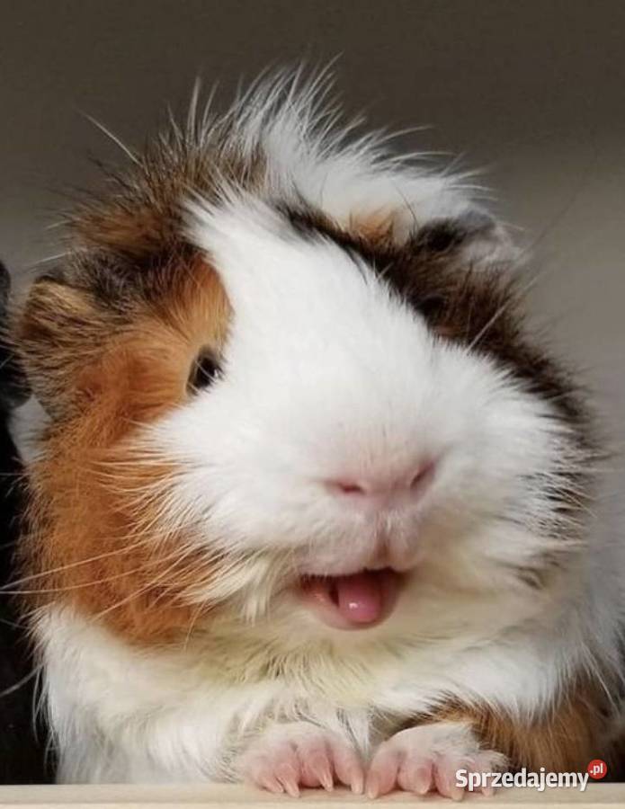 hotel zwierząt 24 h Opieka zwierzat śląskie Zabrze