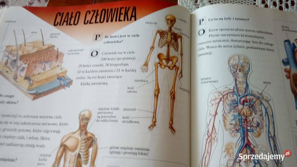 Wielka księga pytań i odpowiedzi Warszawa