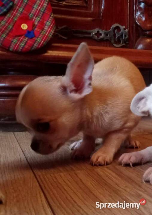 Chihuahua piesek biały i brązzowy