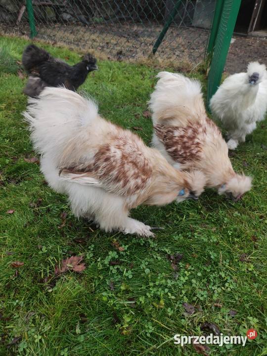 Kogut siłka Dąbrowa Górnicza