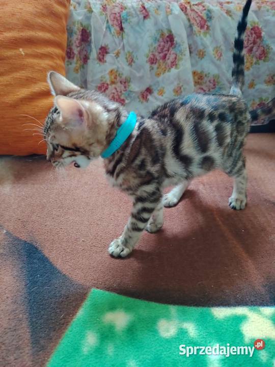 sprzedam koty Bengalskie mazowieckie Warszawa sprzedam