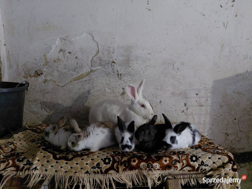 Króliki Samica z 10 młodymi Obarzym
