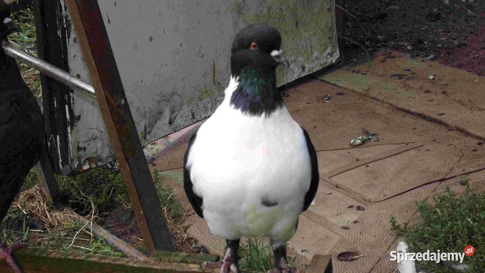 sprzedam gołębie Podborze