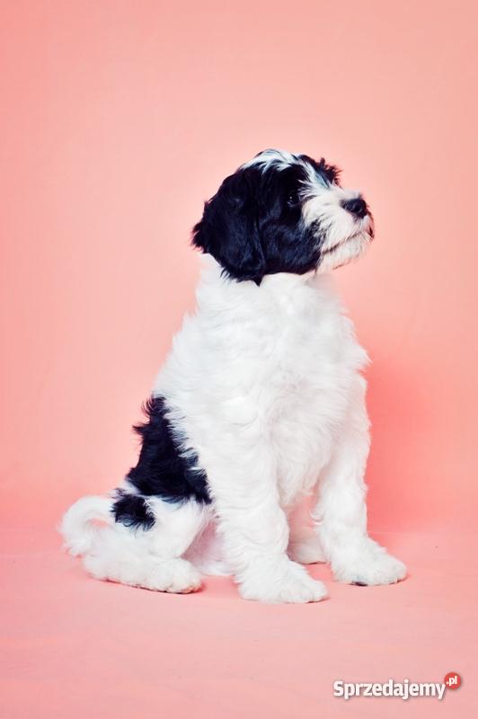 TERIER TYBETAŃSKI SZCZENIĘTA INTERCHAMPIONACH Psy Wrocław