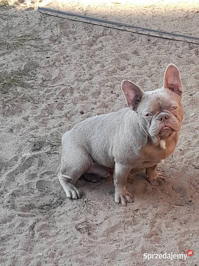 Buldog francuski reproduktor Augustów