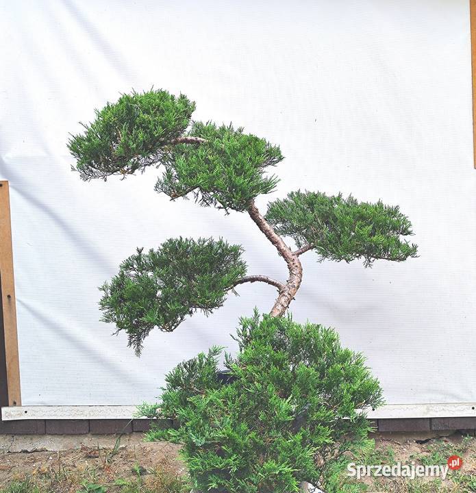 Bonsai Niwaki jałowiec podkarpackie Medynia Łańcucka