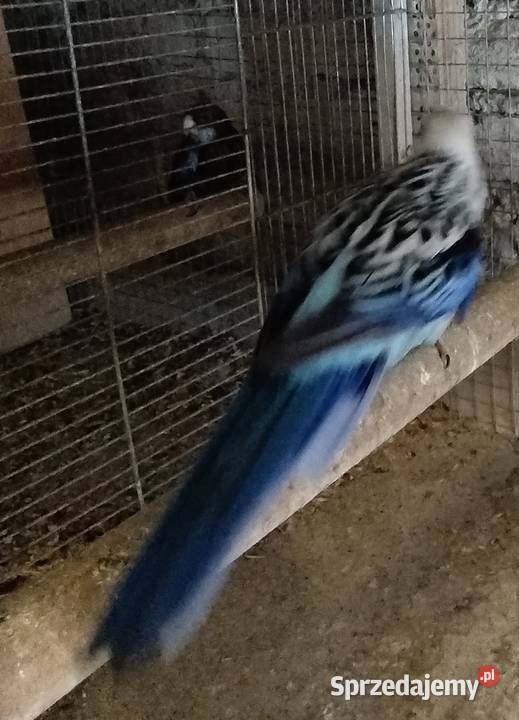 Rozele królewskie Wodzisław Śląski