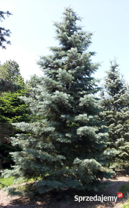 JODŁA JEDNOBARWNA Abies concolor NASIONA 220 Rośliny Lubanie