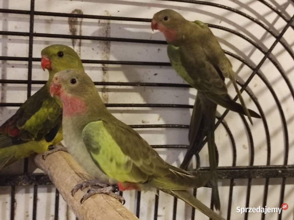 Księżniczki Walii Rębków