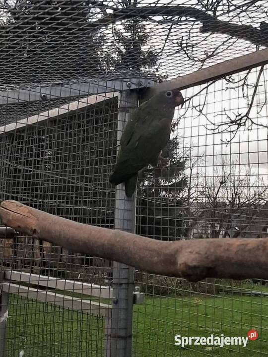 Piony niebieskogłowe 25r