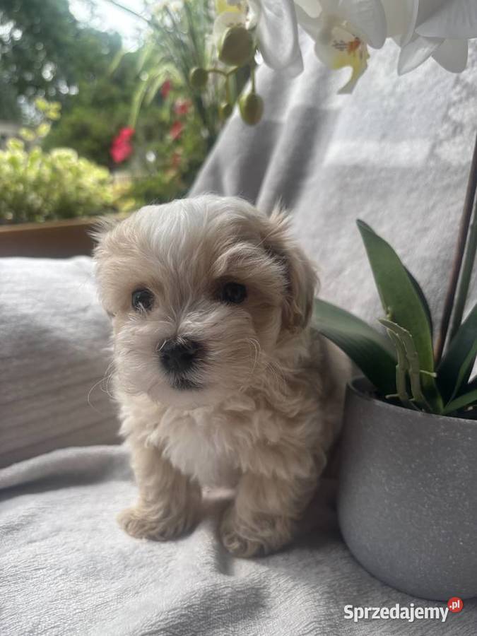 Maltipoo F1 piesek Częstochowa