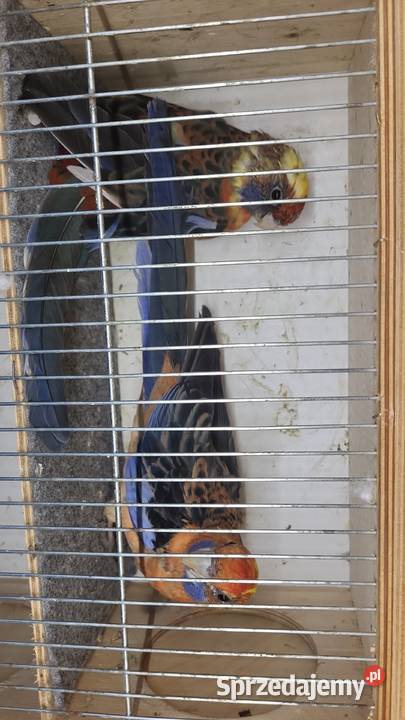 Sprzedam papugi rozelle królewskie górskie Ptaki małopolskie Nowy Sącz