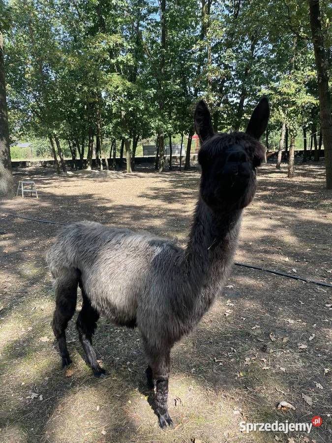 Alpaki Suri Huacaya samica i 2 samce Warszawa