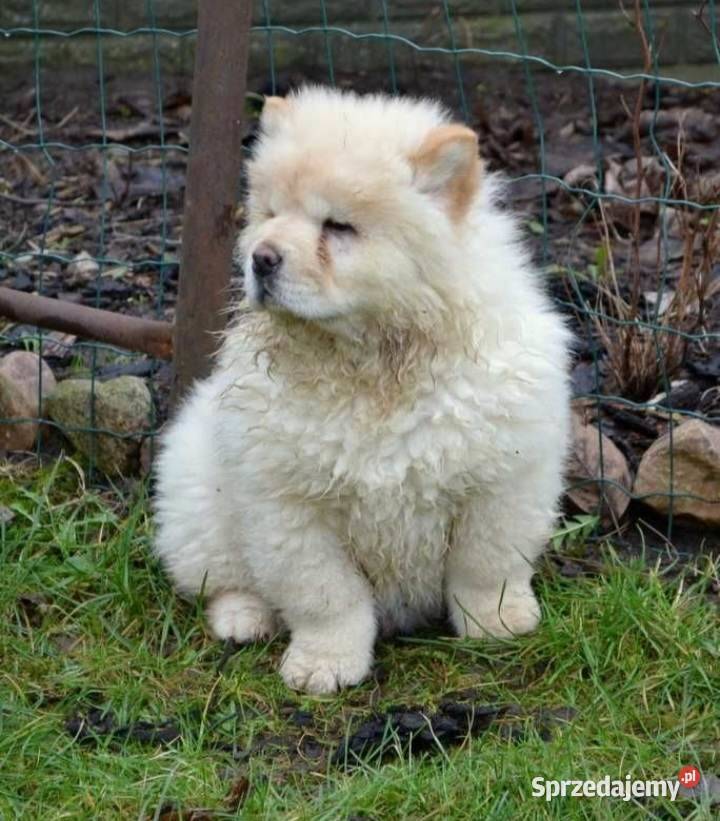 CHOW CHOW CZAU CZAU SZCZENIĘTA ŚLICZNE Bielawy