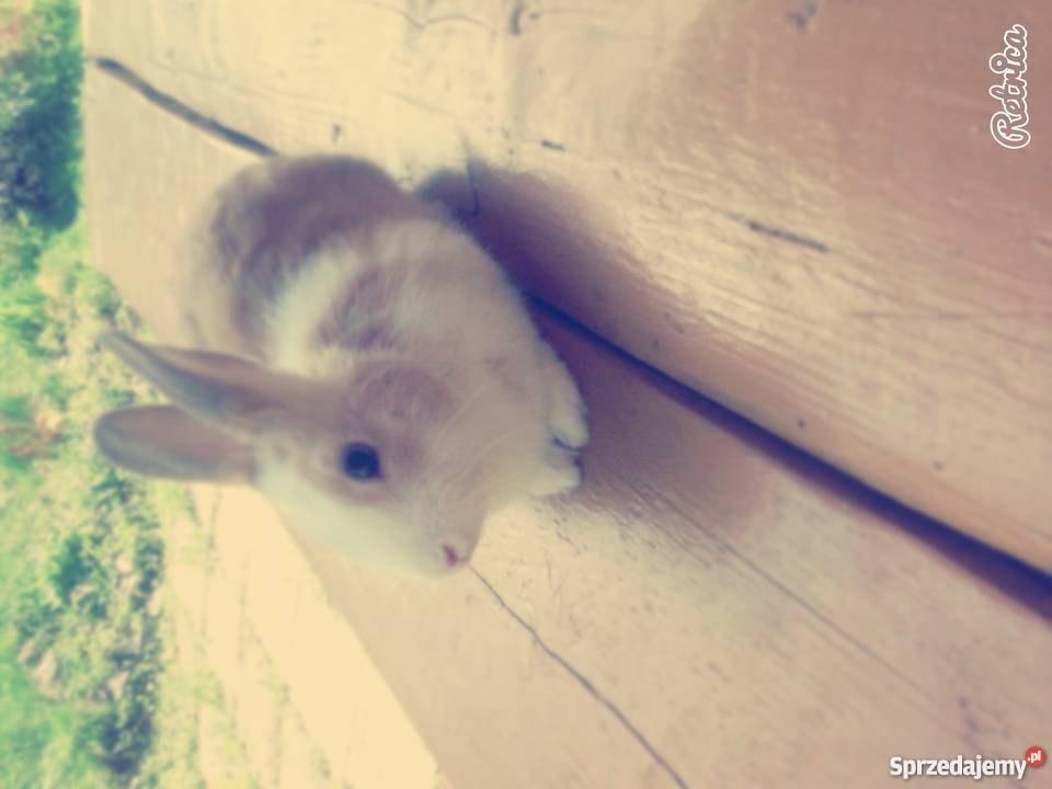 Krolik miniaturka Pozostałe Nowy Sącz