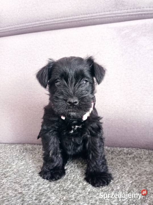 Sznaucer miniatura miniaturka małopolskie Gręboszów