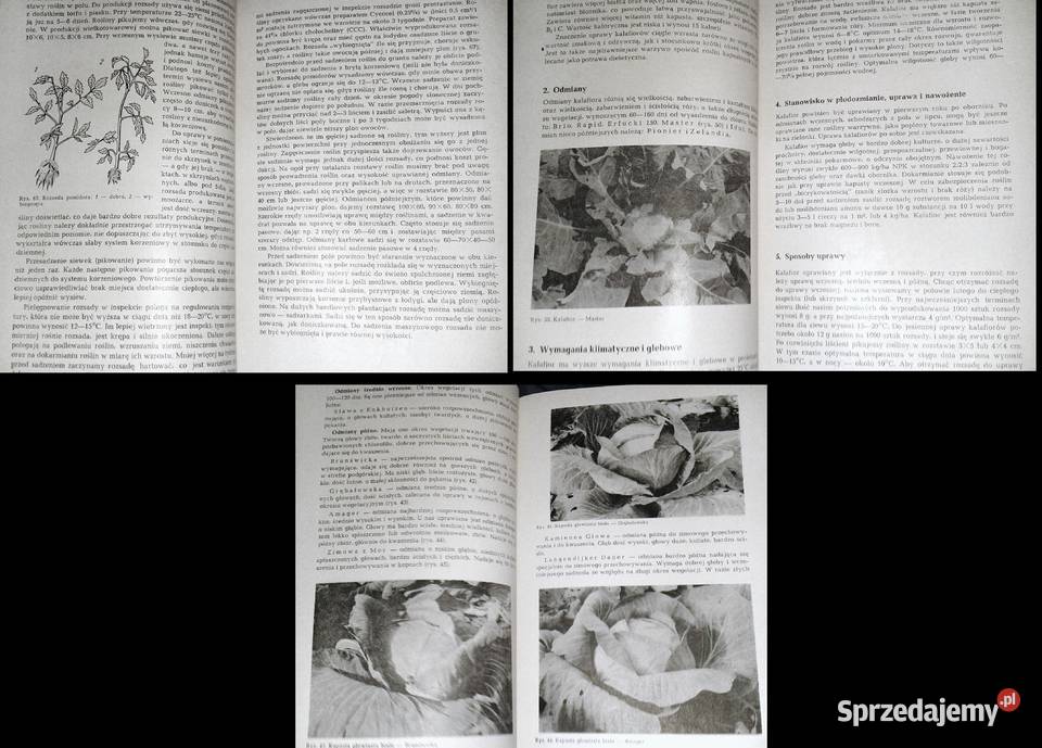 Warzywnictwo HLityński H Nieć