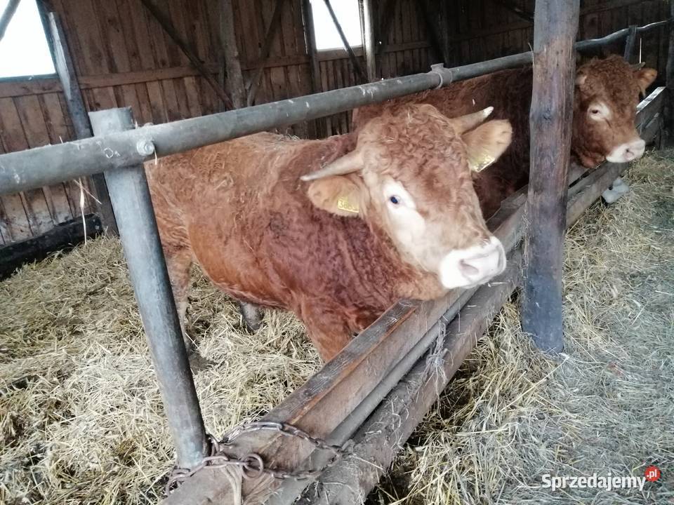 Byki 100 limousine Gołdap