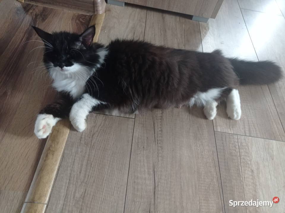 Kocięta 7 tyg Żelechów