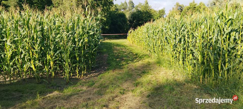 Kukurydza na kiszonkę kwalifikat mazowieckie Bierzewice sprzedam