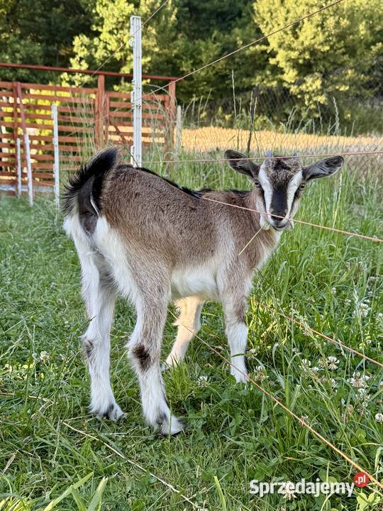 Koza Kozy matka z córką Godowa