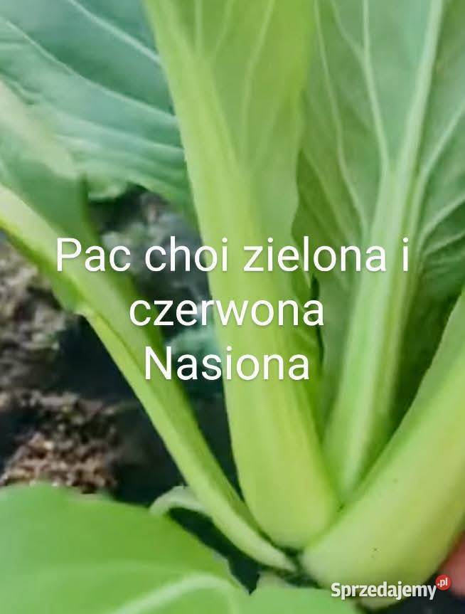 Dynia krzaczasta Unikat Nasiona pestki kolekcja małopolskie Kraków